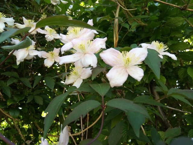 Flowers from Joanne Taylor's garden