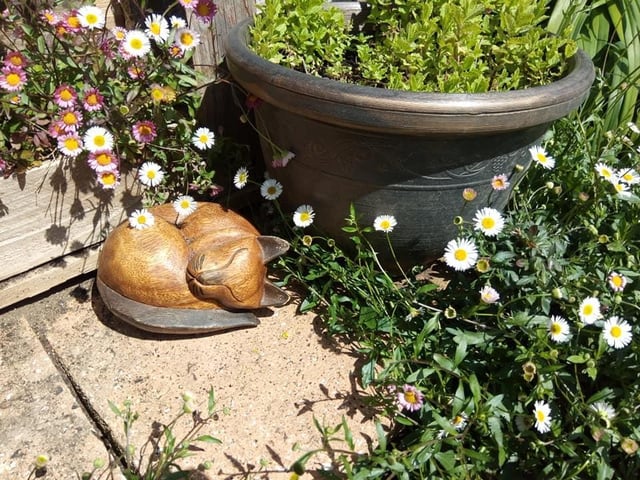 Flowers from Joanne Taylor's garden