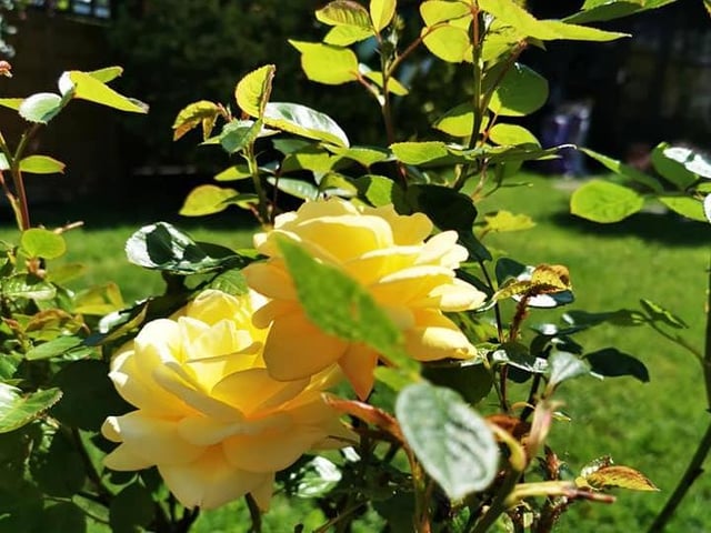 Barry Thayre's roses