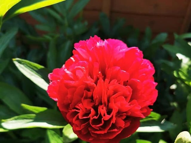 Barry Thayre's roses