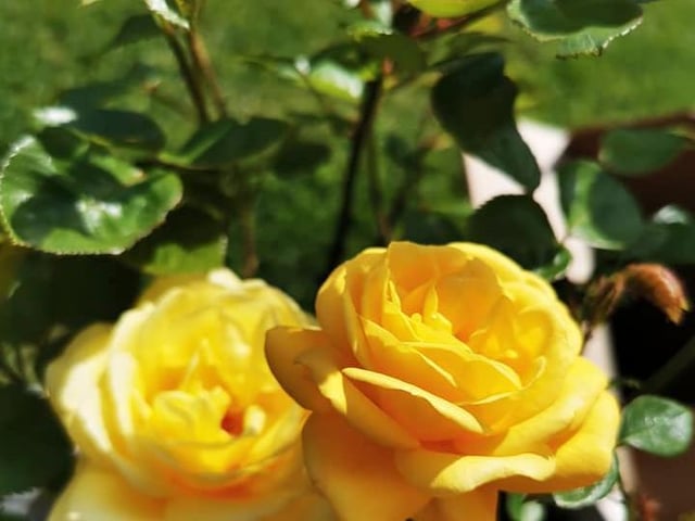 Barry Thayre's roses