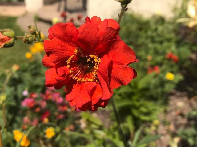 Carol Jones' flowers