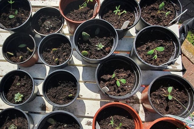 Carly-May Kavanagh, from Brighton, spent Saturday afternoon potting some lupin seeds that had sprouted and some house plant cuttings that had grown roots.