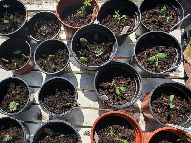 Carly-May Kavanagh, from Brighton, spent Saturday afternoon potting some lupin seeds that had sprouted and some house plant cuttings that had grown roots.