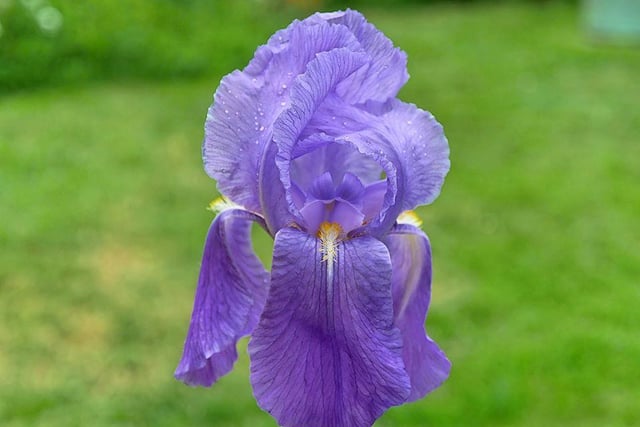 Bryan Thomas shared this photo of his bearded iris that had just emerged.