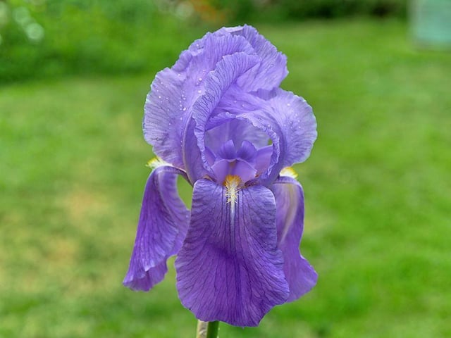 Bryan Thomas shared this photo of his bearded iris that had just emerged.