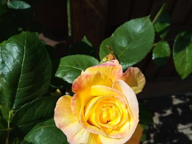 Flowers from Joanne Taylor's garden