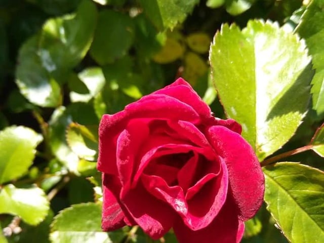 Joanne Taylor's flowers