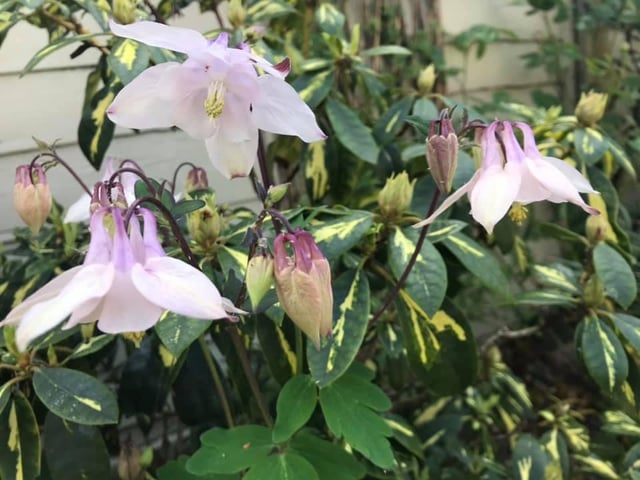 Carol Jones' flowers
