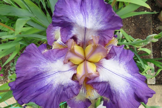Bearded iris, taken by Phil Gardner in his back garden in Langney Point, with a Canon SX60HS Sureshot. "This is the first of what promises to be a bumper year for them!" he said. SUS-200513-084407001