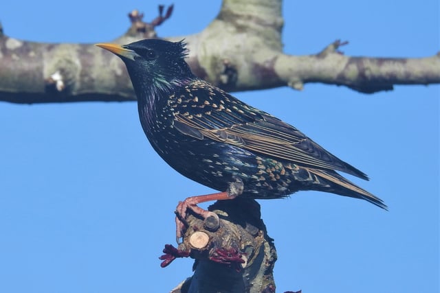 "There's plenty of beauty to see just by looking out of the window. The underrated Starling for instance," said Rob Torre, who took this picture at his home in Westham. SUS-200513-085910001