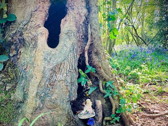 The fairies are in Maylands Forest (C) Paolo Black