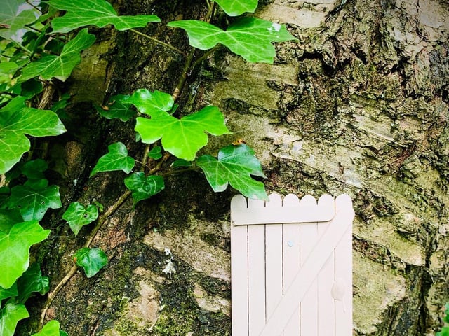 A fairy door has been left in the forest (C) Paolo Black