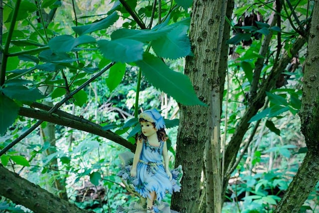 Have you seen the fairies in the forest? (C) Paolo Black
