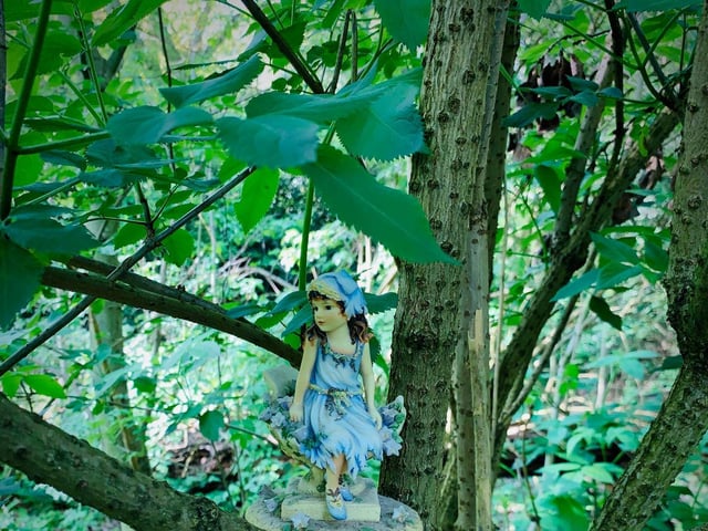 Have you seen the fairies in the forest? (C) Paolo Black