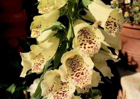 Foxglove in the garden, taken by Anne Norton with an iPhone. SUS-200520-132955001