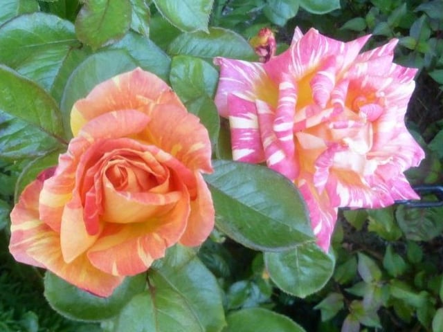 Alan Jennings took this shot of two beautiful rose blooms with a Panasonic DMC-sz9. "Found whilst walking my dog Poppy," he said. "Stay safe." SUS-200520-133334001