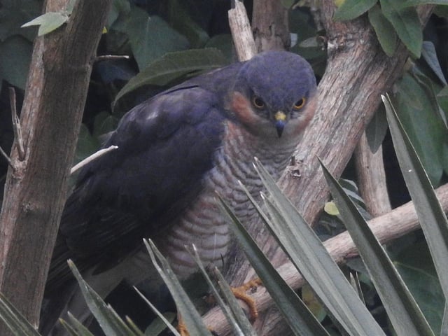 "Thought you may like my photo of a sparrowhawk who stopped for a rest in my garden this week," said Tina Wells, who captured this bird of prey on camera on May 8. SUS-200520-134609001