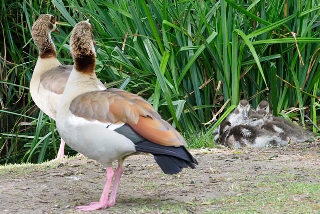 Egyptian goose family in Hampden Park, by Derek A Briggs.