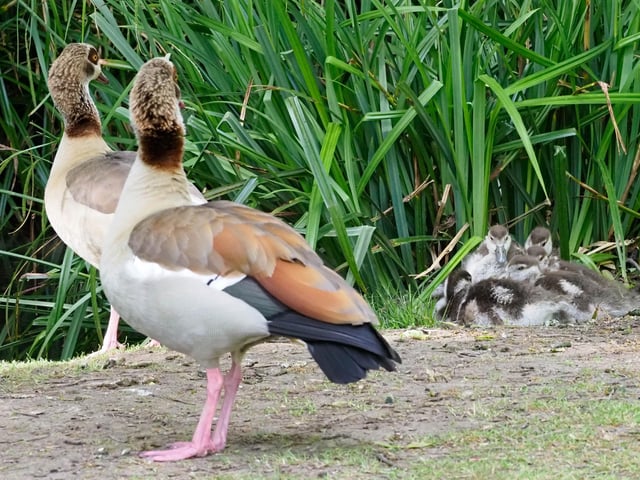 Egyptian goose family in Hampden Park, by Derek A Briggs.