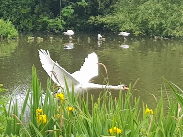 Swan taking off from the pond at Hampden Park, by Bob Newton. He said, "I walk through the park most days for exercise. Always lifts your spirits! We are lucky to have such a nice park close by in these difficult times." SUS-200520-140040001