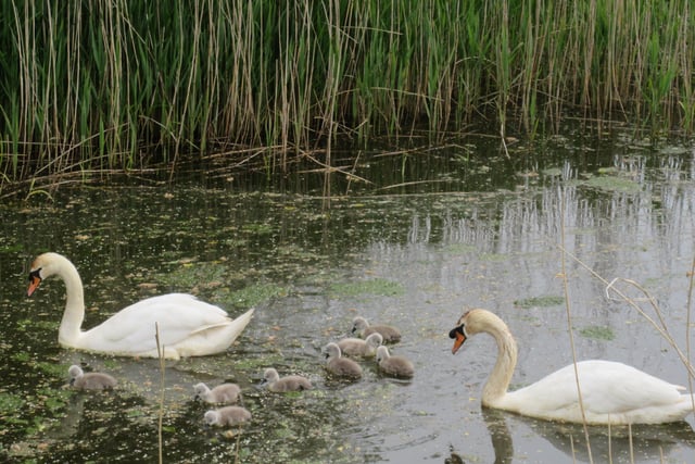 Swans with their cygnets on Pevensey Haven on Sunday May 10, taken by Mike Archer. SUS-200520-135913001