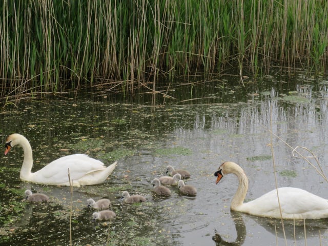 Swans with their cygnets on Pevensey Haven on Sunday May 10, taken by Mike Archer. SUS-200520-135913001