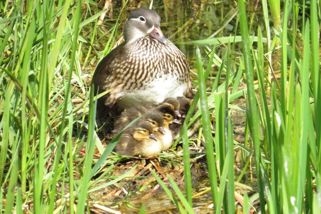A Mandarin duck mum and five chicks