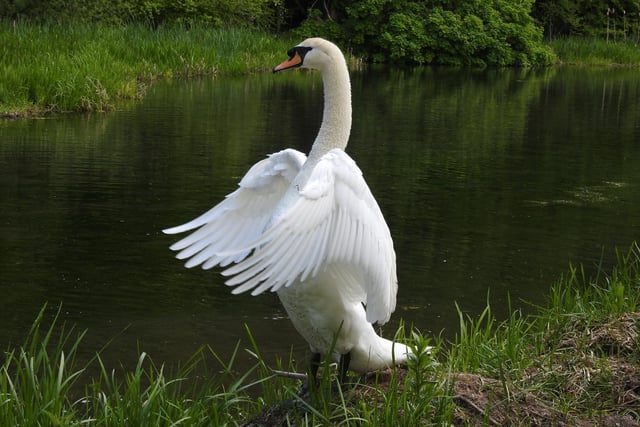 The beautiful mute Swan