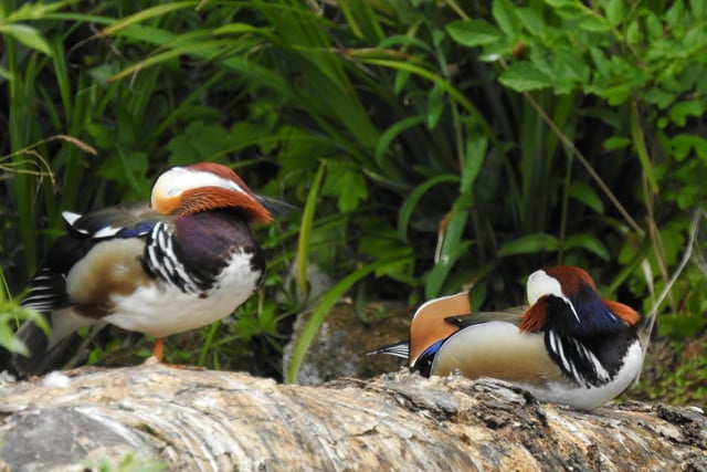 A pair of male Mandarin ducks