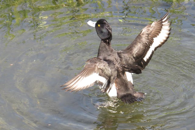 A Tufted Duck prepares for takeoff