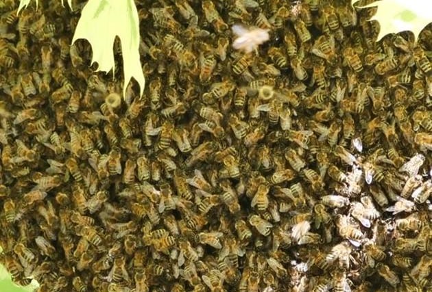 Swarm of bees found in Kingston, near Lewes