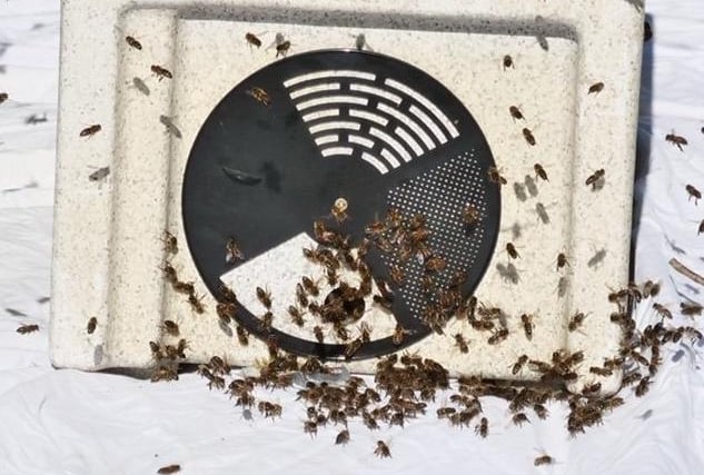 Swarm of bees found in Kingston, near Lewes