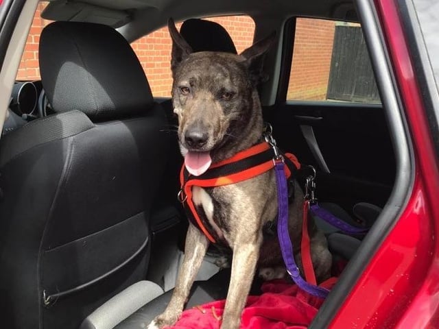 Animals In Need has been unable to re-home any of its residents since lockdown started