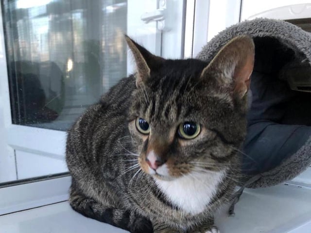 Animals In Need has re-opened for re-homing