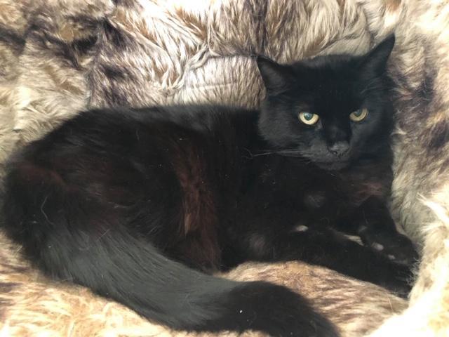Animals In Need would love to hear from you if you are looking for a new pet