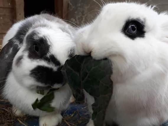 Can you re-home these rabbits from Animals In Need?