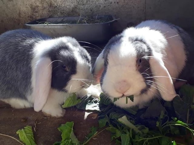 Animals In Need has finally been allowed to re-home again