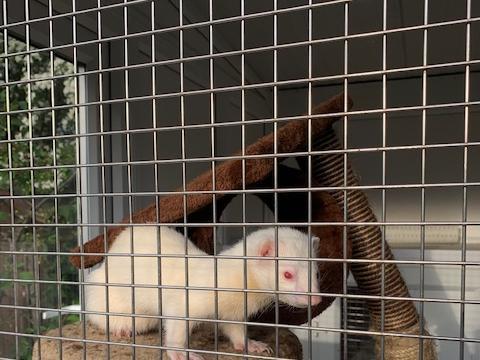 Animals In Need has creatures of all shapes and sizes to re-home
