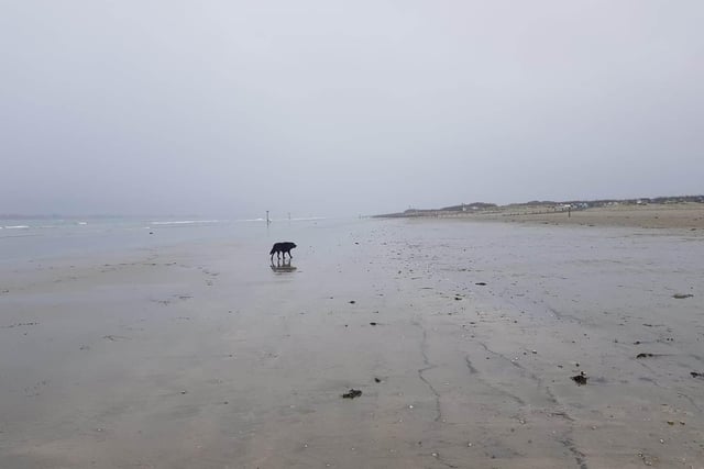 Gabbie Carter shared this photo of her dog on the beach