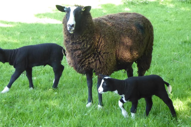 A mother sheep and her lambs by Richard Stevenson