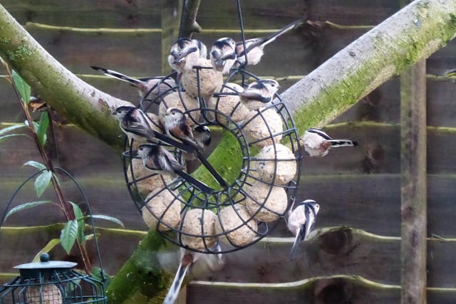 Long-tailed tits enjoying the feeder in Richard Stevenson's garden