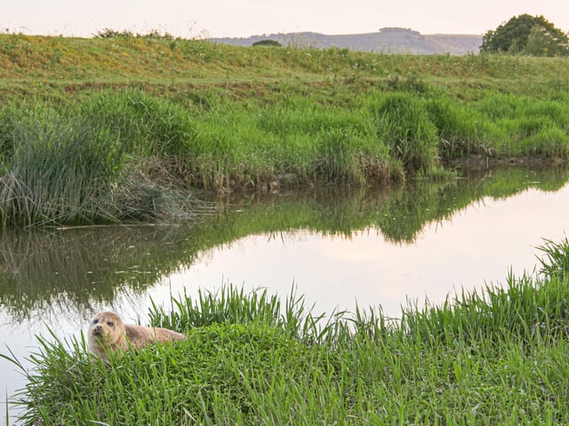 A seal lounging in the sun on the River Adur near Henfield. Picture: James Wickenden