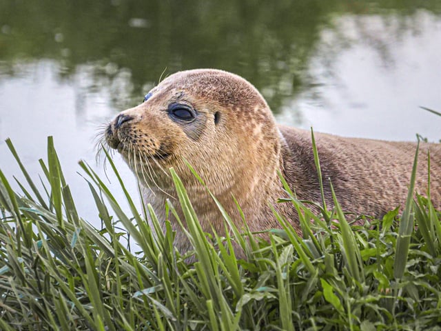 A seal lounging in the sun on the River Adur near Henfield. Picture: James Wickenden