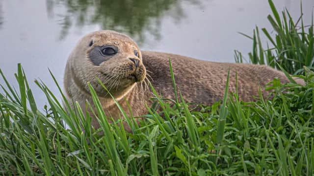 A seal lounging in the sun on the River Adur near Henfield. Picture: James Wickenden