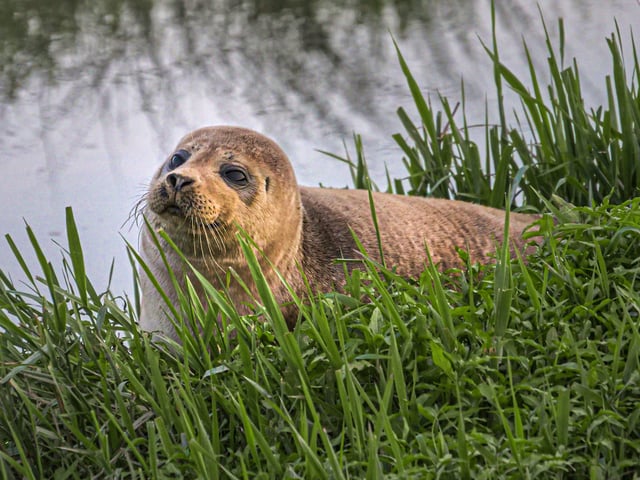A seal lounging in the sun on the River Adur near Henfield. Picture: James Wickenden