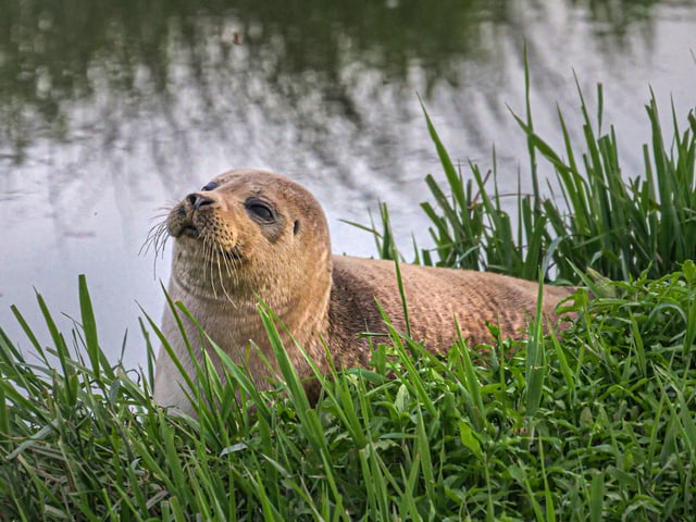 A seal lounging in the sun on the River Adur near Henfield. Picture: James Wickenden