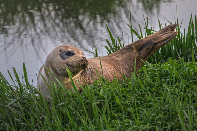 A seal lounging in the sun on the River Adur near Henfield. Picture: James Wickenden