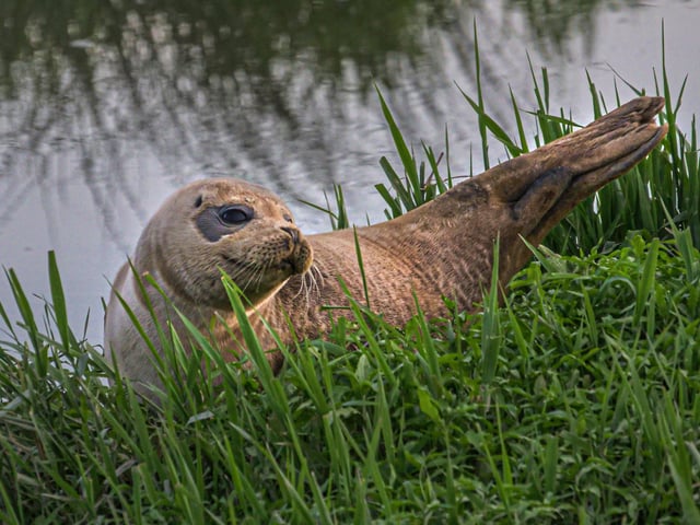 A seal lounging in the sun on the River Adur near Henfield. Picture: James Wickenden