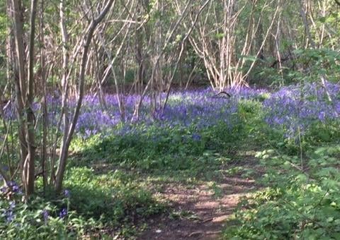 Denise Byrnes' bluebells at Thorpe Wood